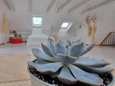 a blue plant in a pot in a room at Old Town Jiva apartment in Kaunas