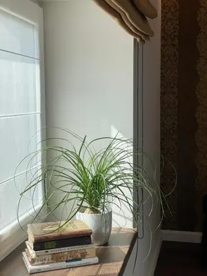 a potted plant sitting on a table next to a window at Kęstučio 55 in Kaunas