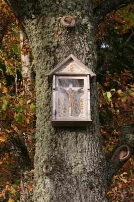 a tree with a clock on the side of it at Miškiniškės in Ignalina