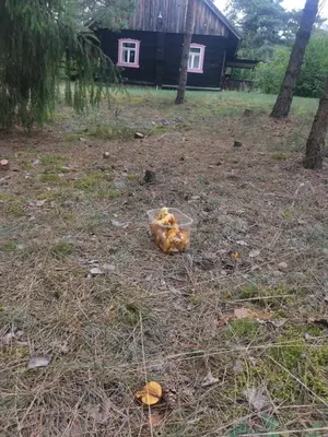 a teddy bear sitting in a bowl in a field at Sena Troba in Druskininkai