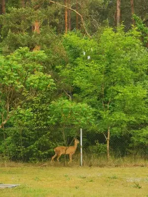 a deer standing in a field near some trees at Sena Troba in Druskininkai