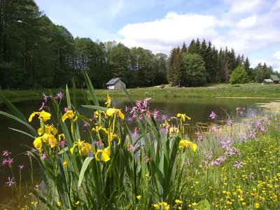 a field of flowers next to a body of water at Reed Cottage in Dzenkuniskes