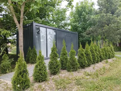a house surrounded by christmas trees in a garden at Šaltupio kaimo turizmas in Pakumprys