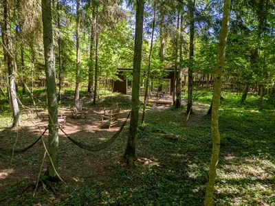 a hammock in the middle of a forest at Miško sielos namelis su pirtele in Aukštelkė