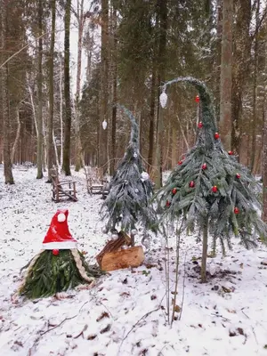 two christmas trees in the snow in a forest at Miško sielos namelis su pirtele in Aukštelkė