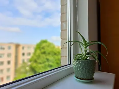 a potted plant sitting on a window sill at Butas Anykščiuose šeimoms in Anykščiai