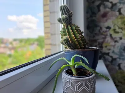 a plant in a vase sitting on a window sill at Butas Anykščiuose šeimoms in Anykščiai