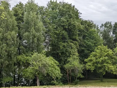 a group of trees in a field with grass at Obuoliu sala Moletu Vila in Gaylyunay