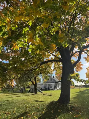 a tree in a field in front of a house at Arimaičių kaimo sodyba in Arimaičiai