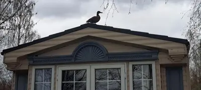 a bird sitting on top of a house at Namelis po beržais in Marijampolė
