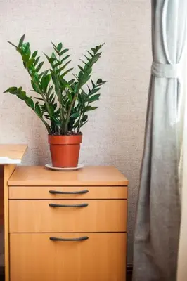 a potted plant on top of a wooden cabinet at V 13 - 3 BDR Balcony, Views - Courtyard n Vokiečių in Vilnius