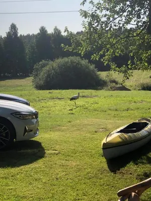 a bird walking in a field next to a boat at Sodyba ramiam poilsiui in Kaltanėnai