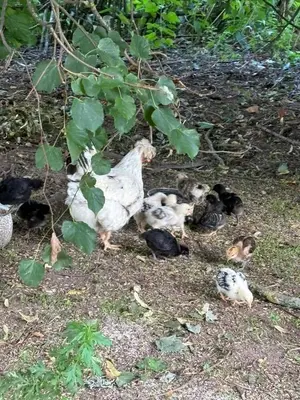 a group of chickens standing in the grass at Bičių namas Bičių lova Bee house in Sargeliai