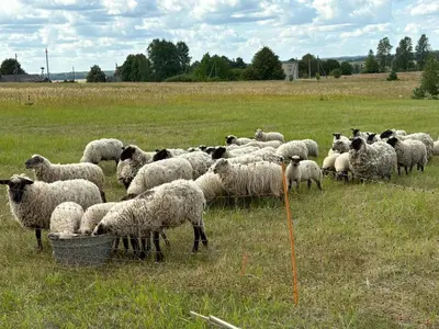 a herd of sheep grazing in a field at Bičių namas Bičių lova Bee house in Sargeliai