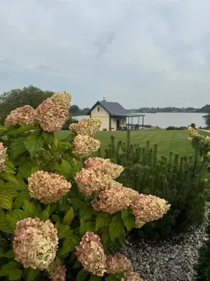 a bush of pink flowers in front of a house at Pirties namelis in Girininkai