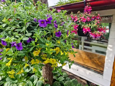 a potted plant with purple and yellow flowers at RYTO GARSAI in Merkinė