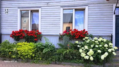 a house with flowers in front of two windows at KaunasInn in Kaunas