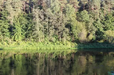 a river with trees and reflections in the water at Neries Vila in Liucionys