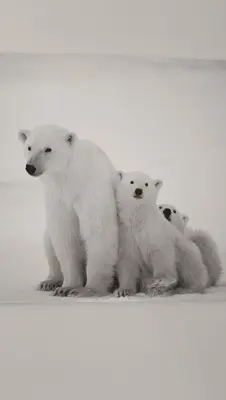 a group of polar bears standing next to each other at MEŠKUTĖS APARTAMENTAI in Druskininkai