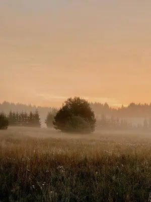 a field with a tree in the middle of a field at HYGGE Sauna&Fishing House in Jagėlonys Kalniniai