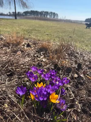 a bunch of purple and yellow flowers in a field at Bebrusų sodyba in Molėtai