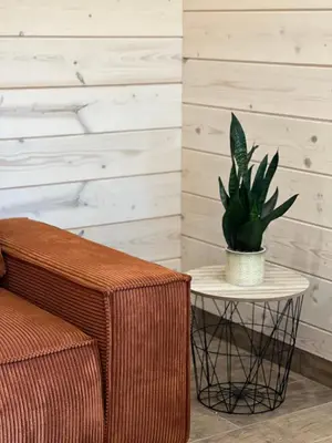 a plant sitting on a table next to a chair at Milkės Karibai - poilsio namelis su sauna ir kubilu in Statiškė