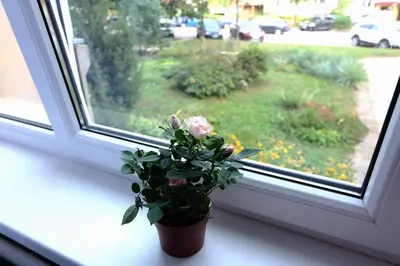 a potted plant sitting on a window sill at Jaukus Koko butas 1 aukšte in Kaunas