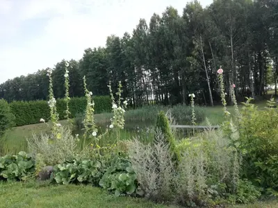 a garden with flowers and plants in a field at Lakeshore house in Dvarčėnai