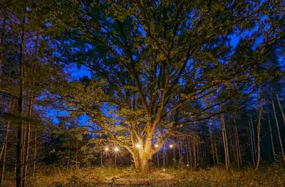 a tree with lights on it in a forest at night at Forestic Lietuva in Vilionys