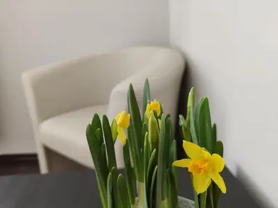 a vase with yellow daffodils on a table with a chair at Apartments near BIG in Vilnius