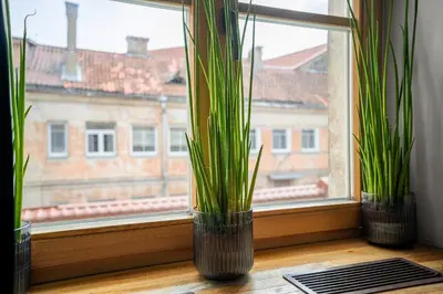 three plants in vases sitting on a window sill at Church through the window in Vilnius