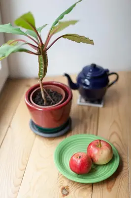 two apples on a green plate next to a potted plant at #stayhere - Stylish Studio Close to Old Town in Vilnius