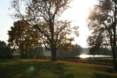 a tree in a field with a fence and a lake at Barškulių Sodyba in Ricieliai