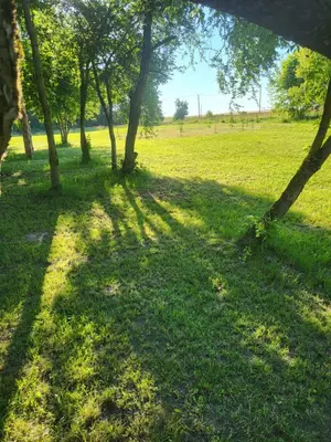 a group of trees in a grass field at Šimtametis namelis in Anykščiai