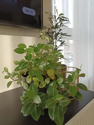 a green plant sitting on a counter next to a window at Apartments with a balcony and an impressive terrace on the roof of the house in Vilnius
