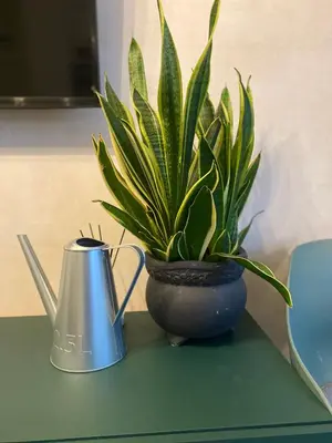 a potted plant sitting on a table next to a tea kettle at Apartamentai Ornamentai in Druskininkai
