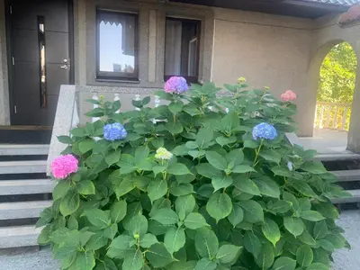 a bush of pink and blue flowers in front of a house at Lampėdis in Kaunas