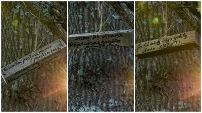 three pictures of a tree with a sign on it at Daugirdėnų sodyba in Didžiuliai