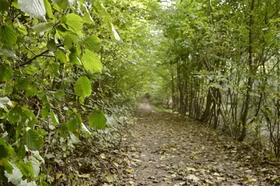 a dirt trail through a forest with trees at Užukalnio sodyba in Užuguostis
