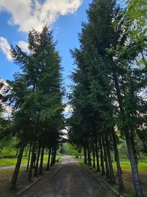 a row of trees on a dirt road at Pakalnės sodyba in Skverbai