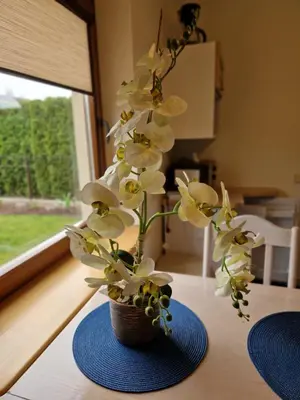 a vase filled with white flowers on a table at Linos Apartamentai in Druskininkai