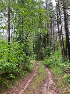 a dirt road in the woods with trees at Stripeikių Bitė in Varniškės I