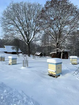 a field covered in snow with beehives and trees at Stripeikių Bitė in Varniškės I