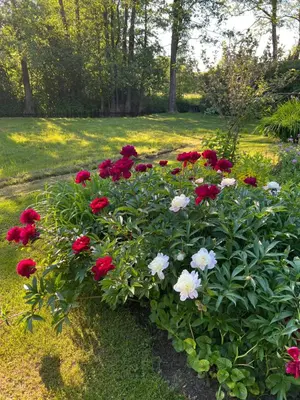 a bunch of red and white flowers in a garden at Stripeikių Bitė in Varniškės I