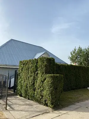 a green hedge in front of a building at „Sėlių Studio“ Apartamentai in Utena