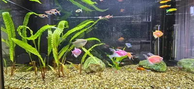 a fish tank with many different colored fish in it at Aquapartment Druskininkai in Druskininkai