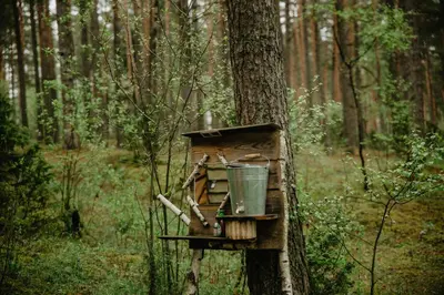 a bird house on a tree in the woods at Asalnai Campsite in Ignalina