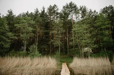 a wooden path in the middle of a forest at Asalnai Campsite in Ignalina