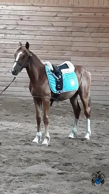 a brown horse with a saddle on its back at Villa Cheval in Aukštadvaris