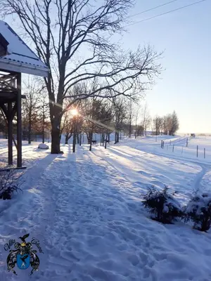 a snow covered street with a tree and the sun in the background at Villa Cheval in Aukštadvaris